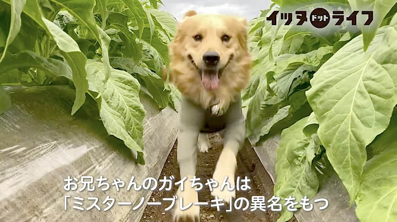 ゴールデン,動画,イッヌドットライフ