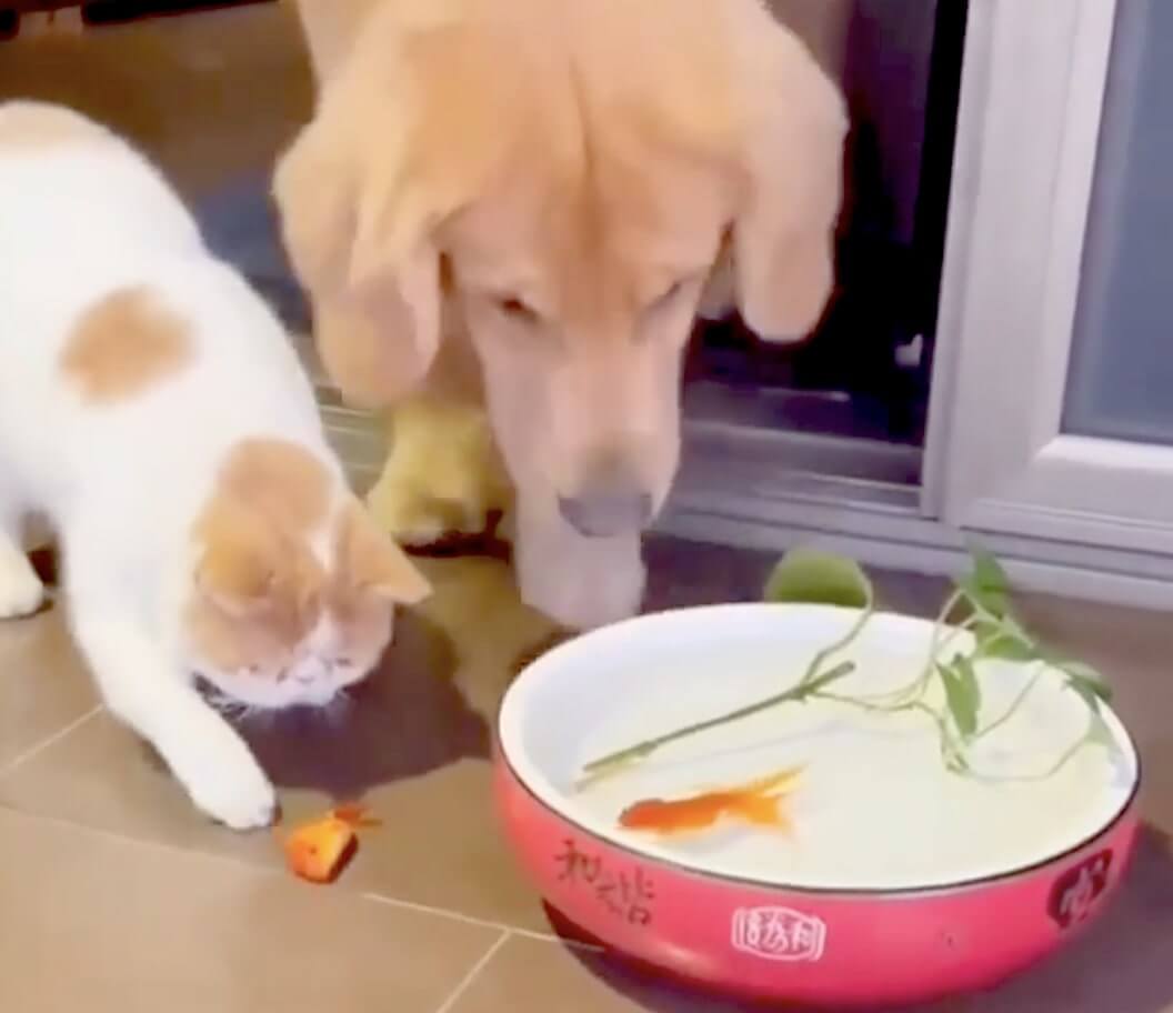 ゴールデンレトリーバー,動画