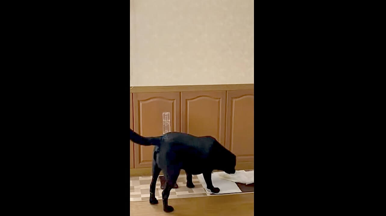 ラブラドールレトリーバー,動画