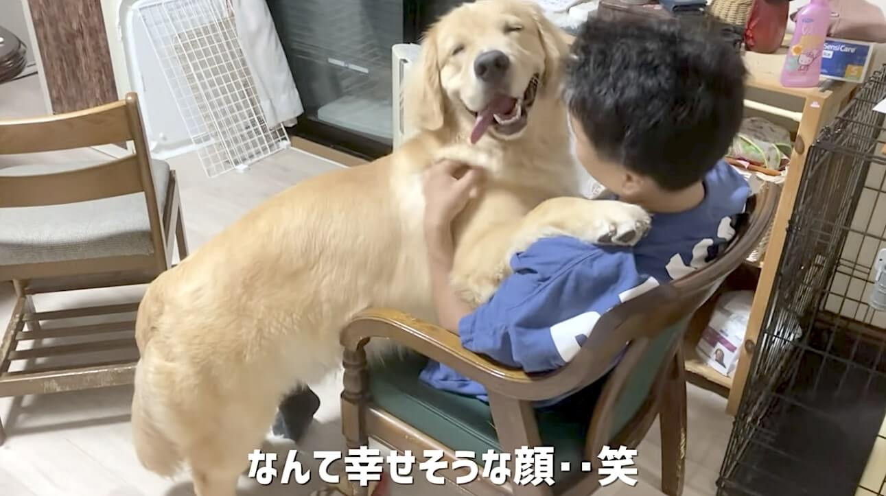 ゴールデンレトリーバー,動画