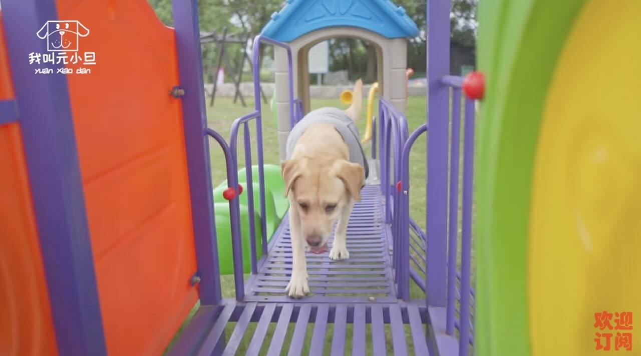 ラブラドールレトリーバー,動画