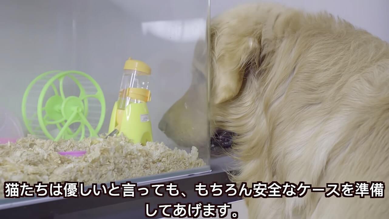 ゴールデンレトリーバー,動画