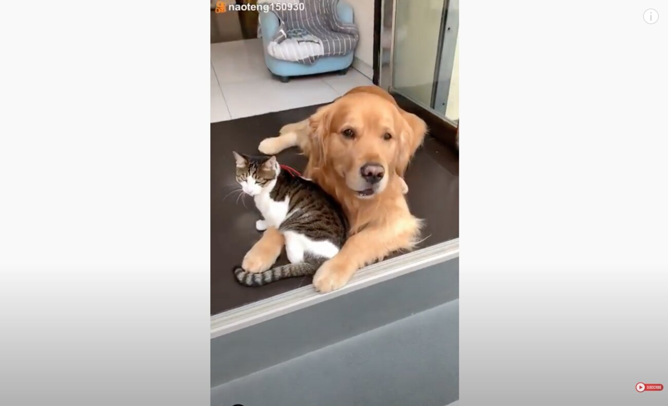 ゴールデンレトリーバー,動画