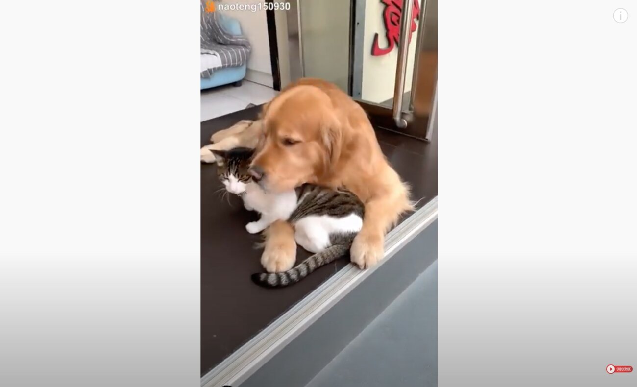 ゴールデンレトリーバー,動画