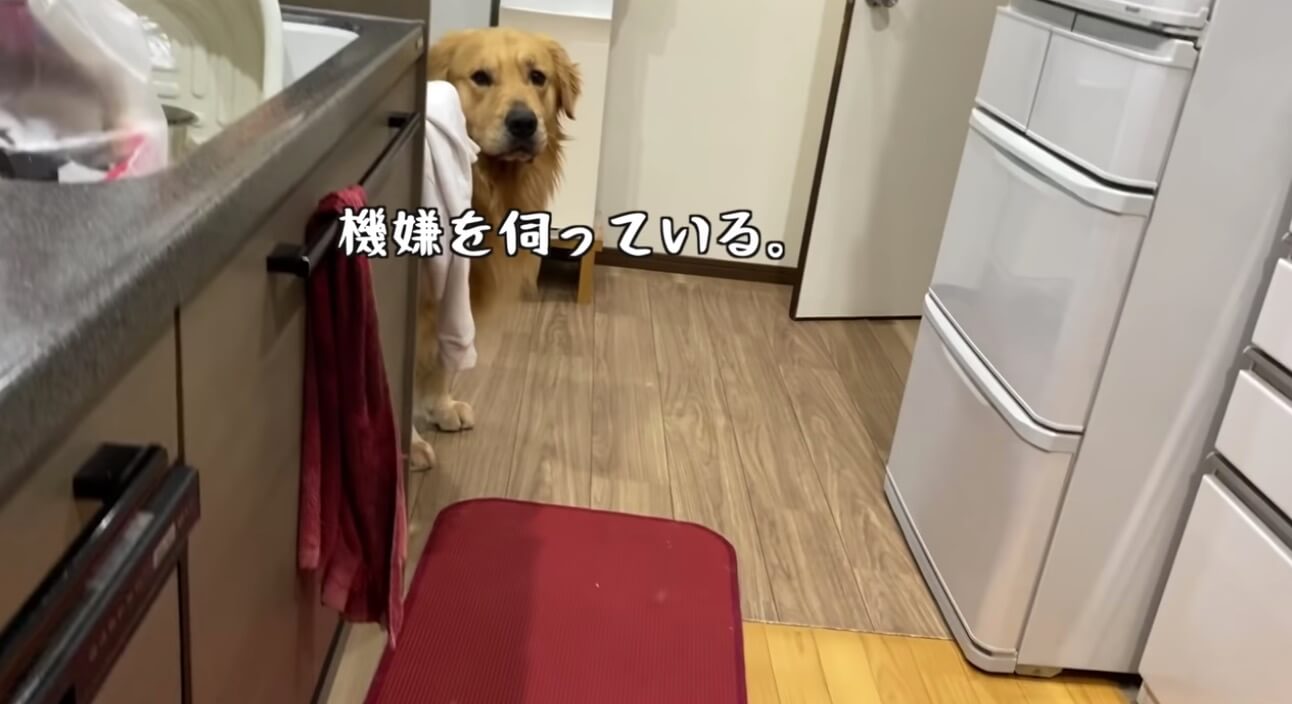 ゴールデンレトリーバー,動画