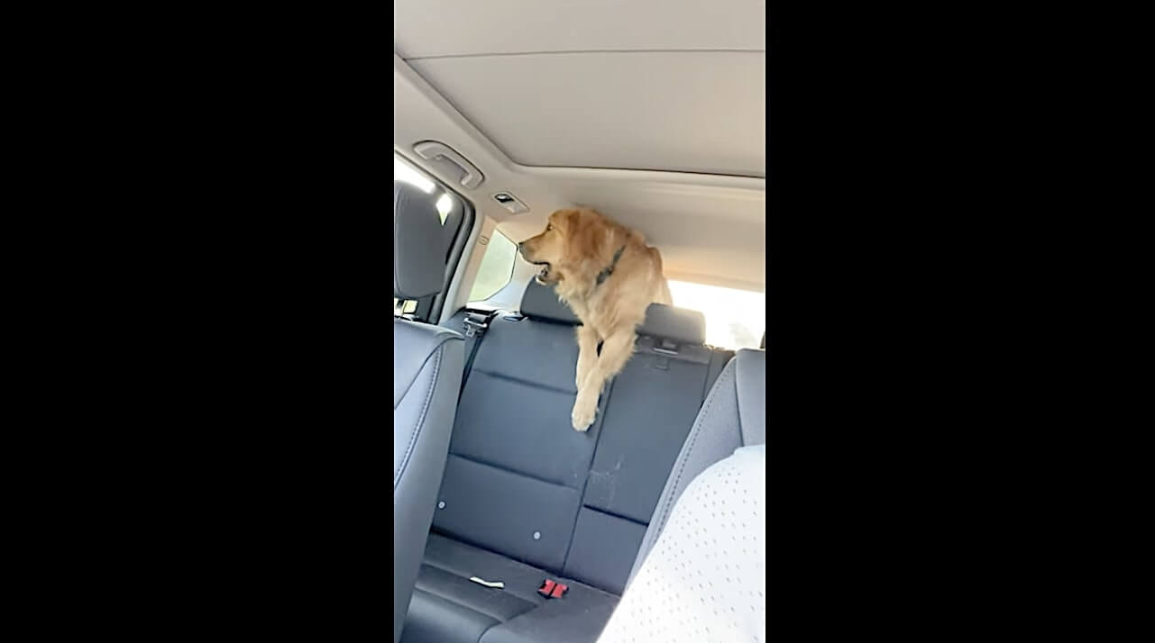 ゴールデンレトリーバー,動画