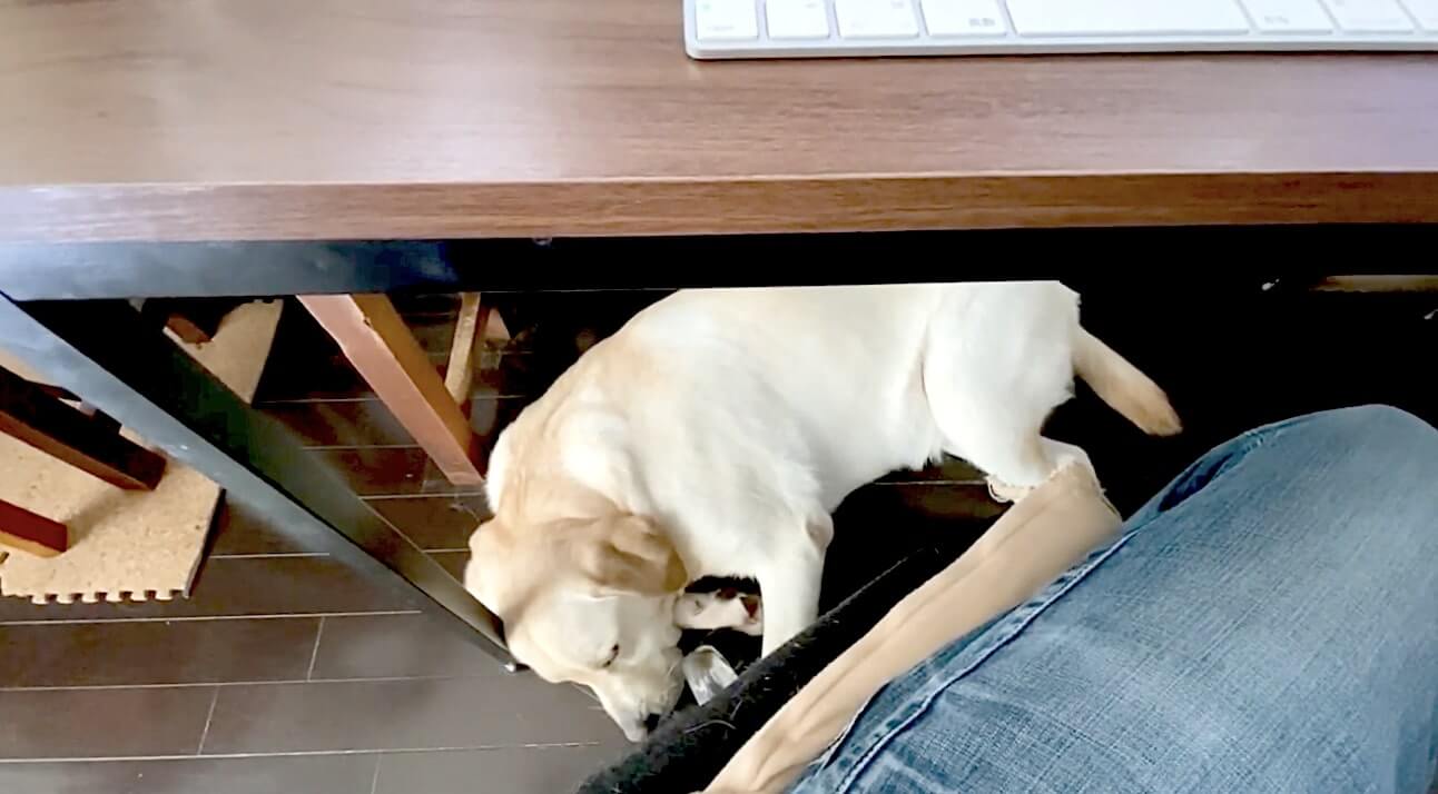 ラブラドールレトリーバー,動画