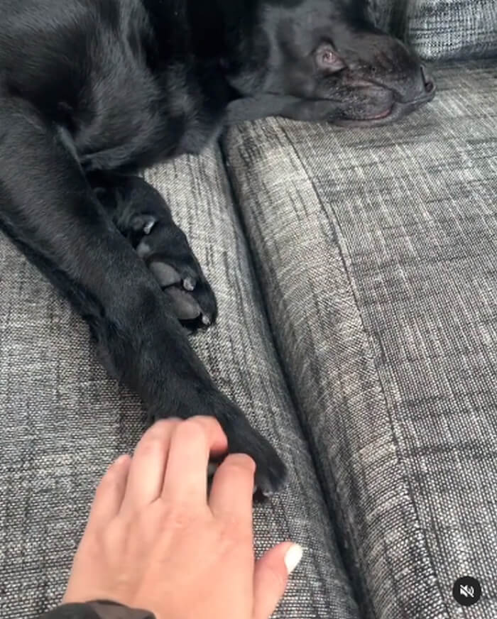 ラブラドールレトリーバー,動画