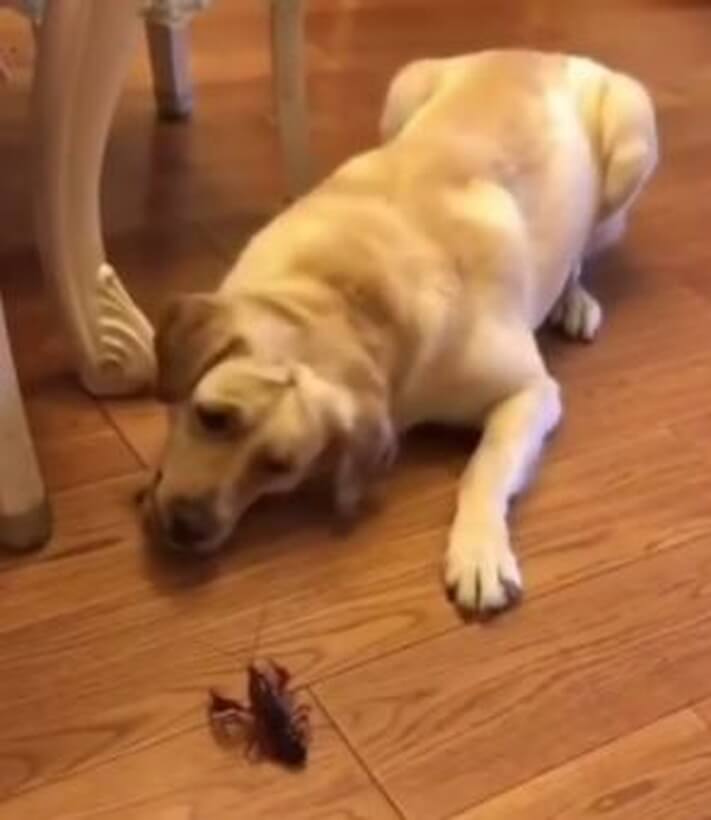 ラブラドールレトリーバー,動画