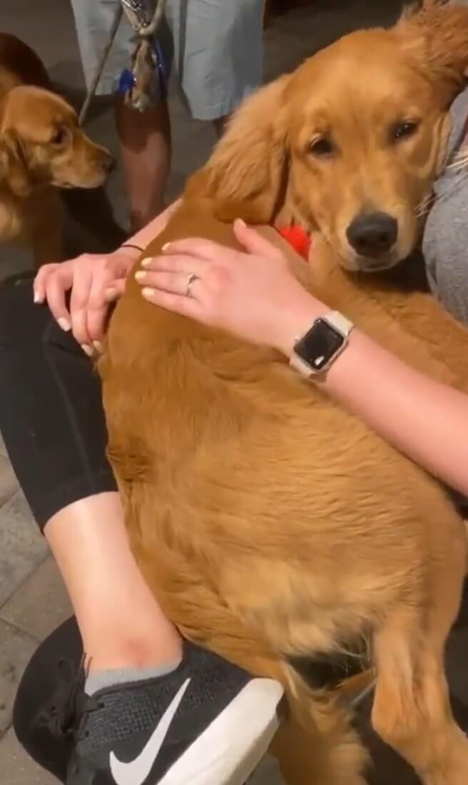 ゴールデンレトリーバー,動画