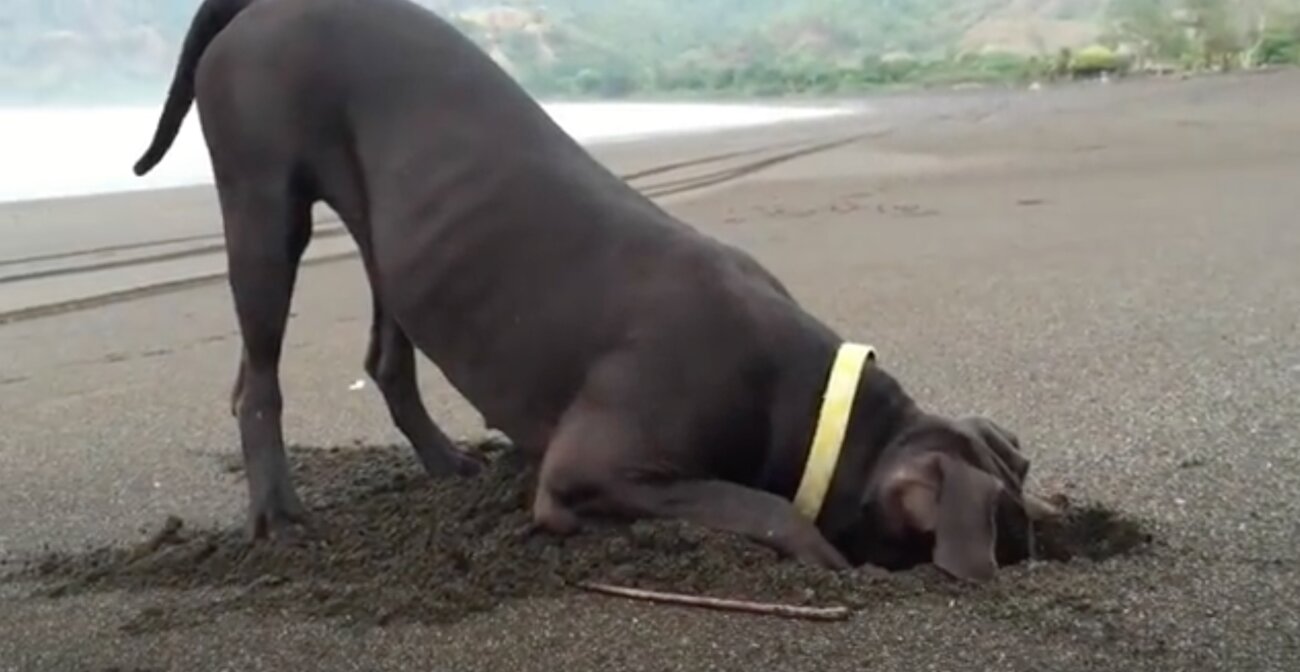 ラブラドールレトリーバー,動画