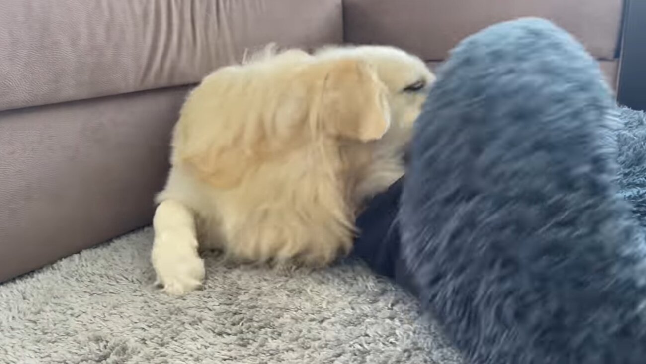 ゴールデンレトリーバー,動画