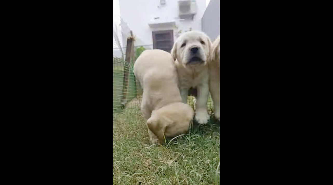 ラブラドールレトリーバー,動画