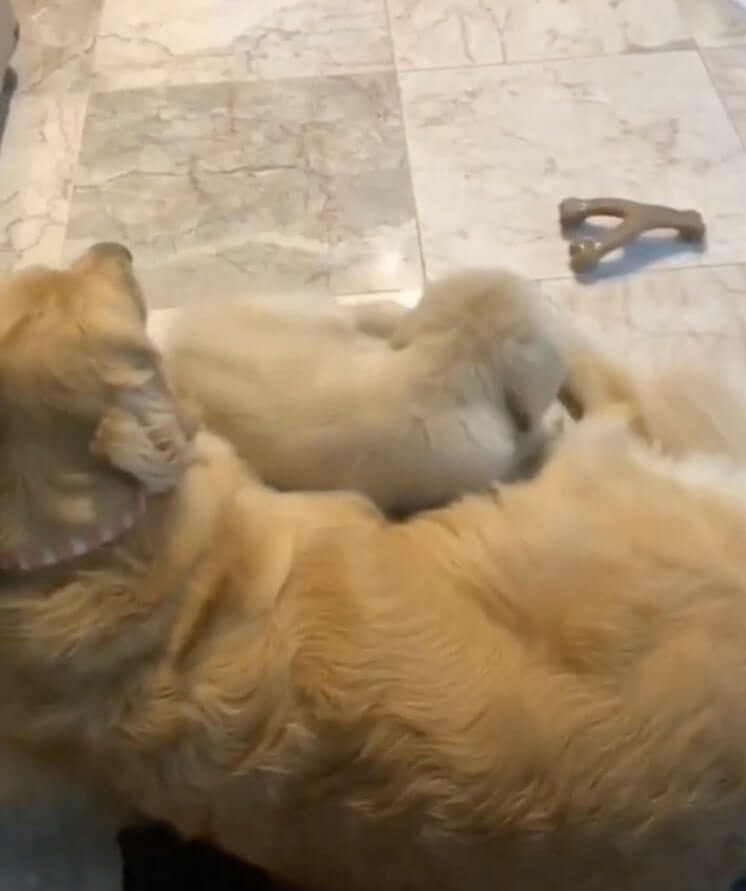 ゴールデンレトリーバー,動画