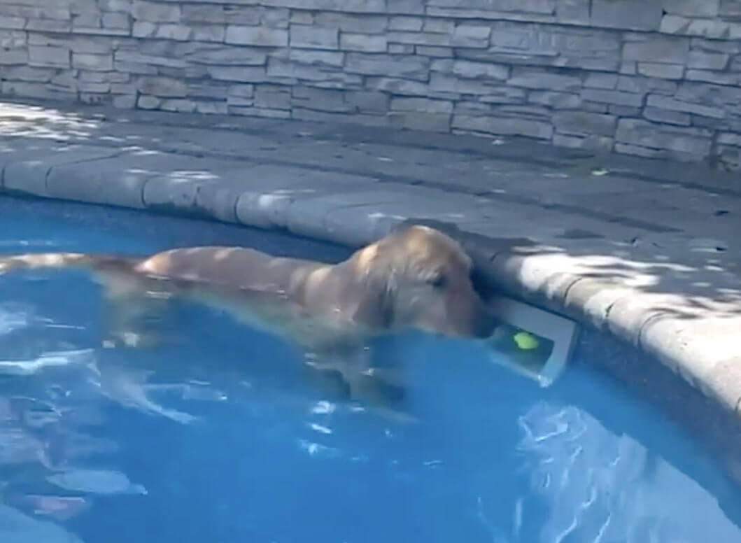 ゴールデンレトリーバー,動画