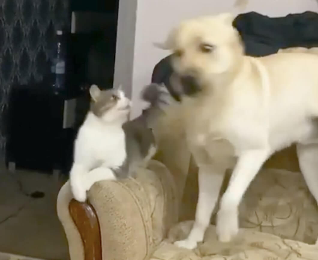 ラブラドールレトリーバー,動画