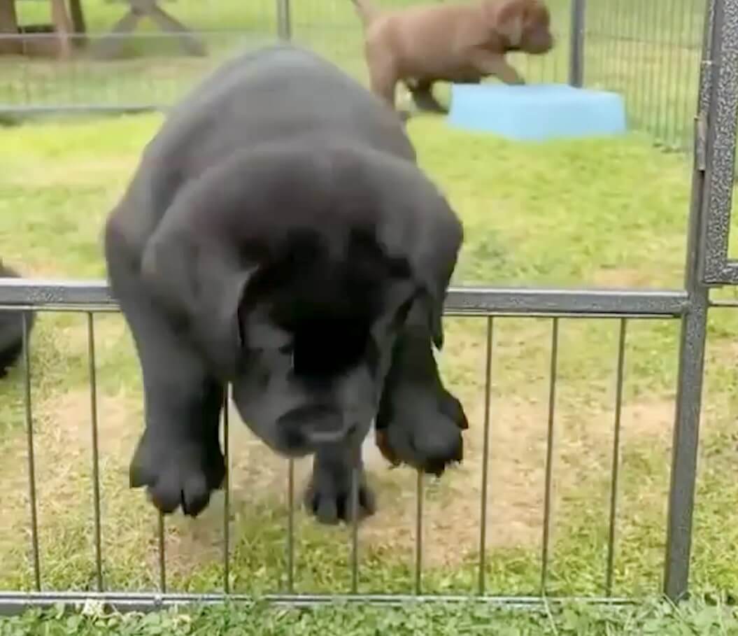 ラブラドールレトリーバー,動画