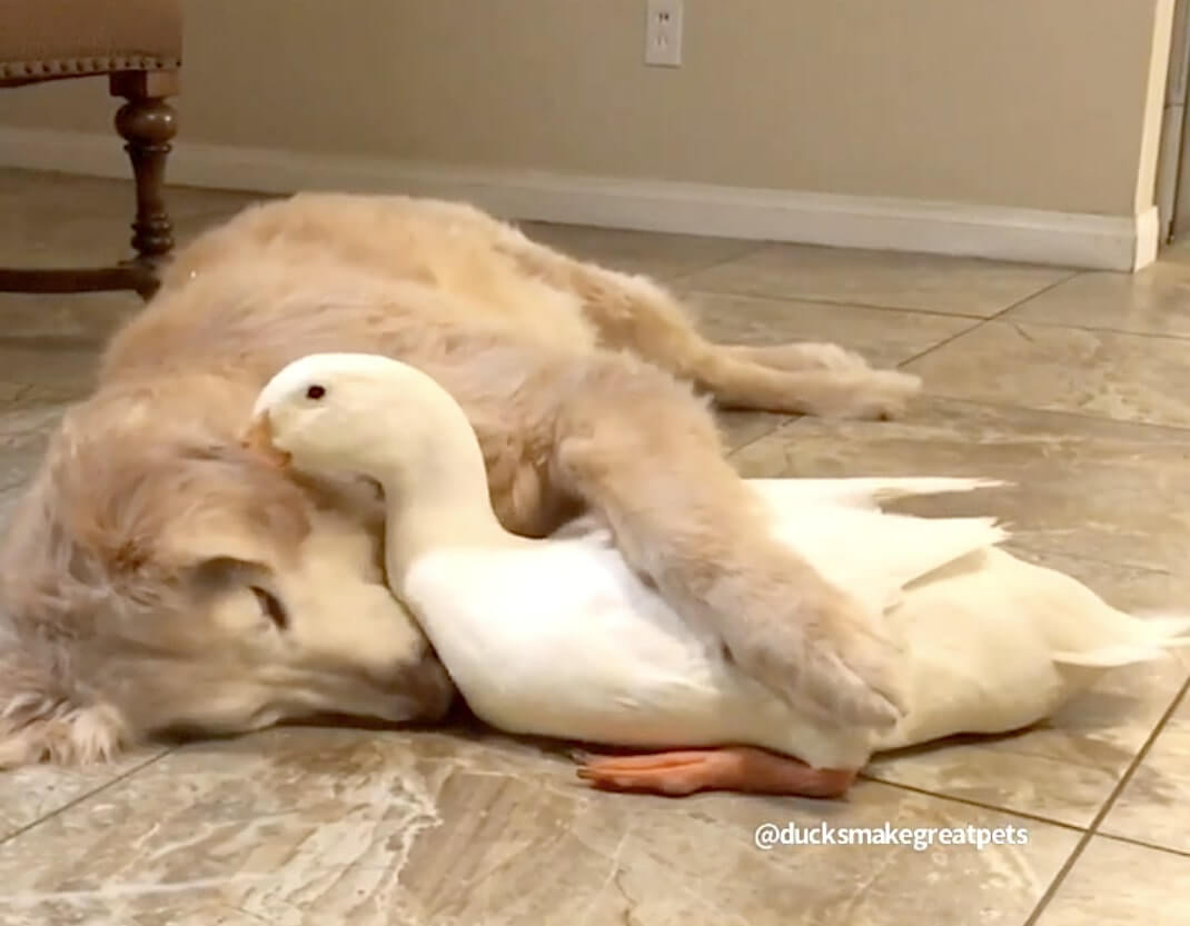 ゴールデンレトリーバー,動画