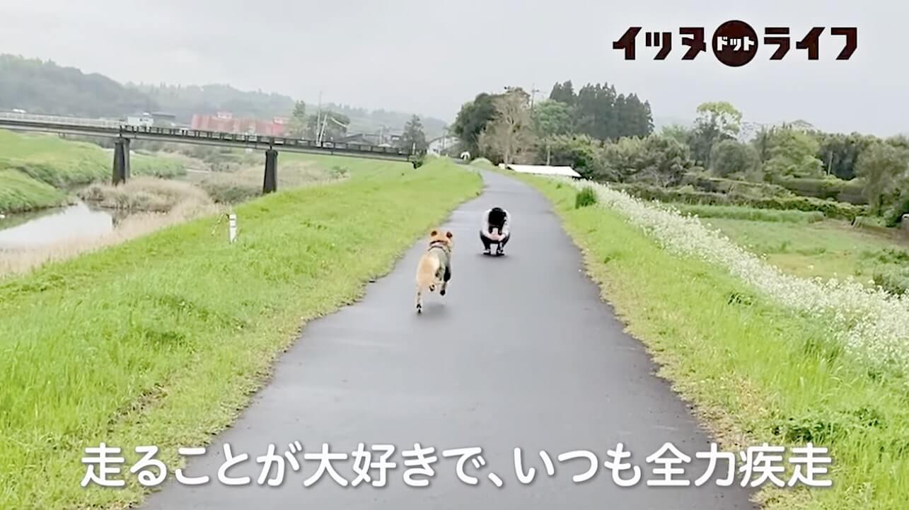 ゴールデン,動画,イッヌドットライフ