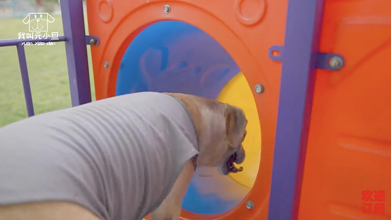 ラブラドールレトリーバー,動画