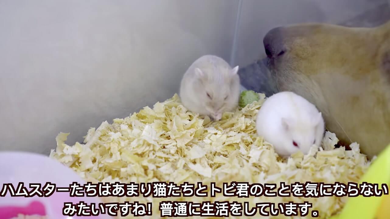 ゴールデンレトリーバー,動画