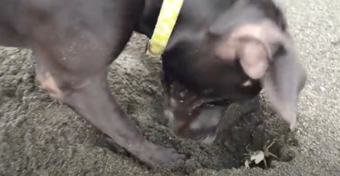 ラブラドールレトリーバー,動画