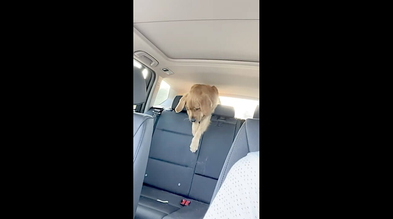 ゴールデンレトリーバー,動画