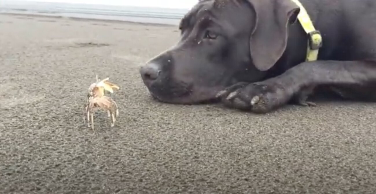 ラブラドールレトリーバー,動画