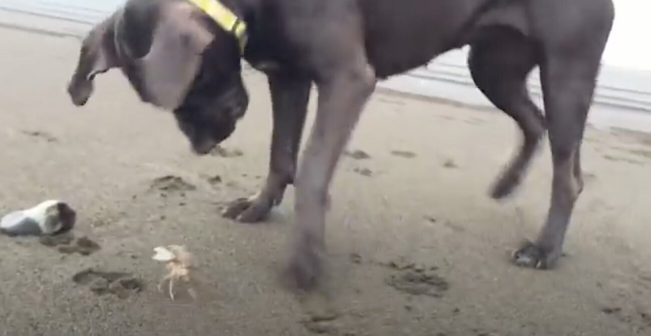 ラブラドールレトリーバー,動画