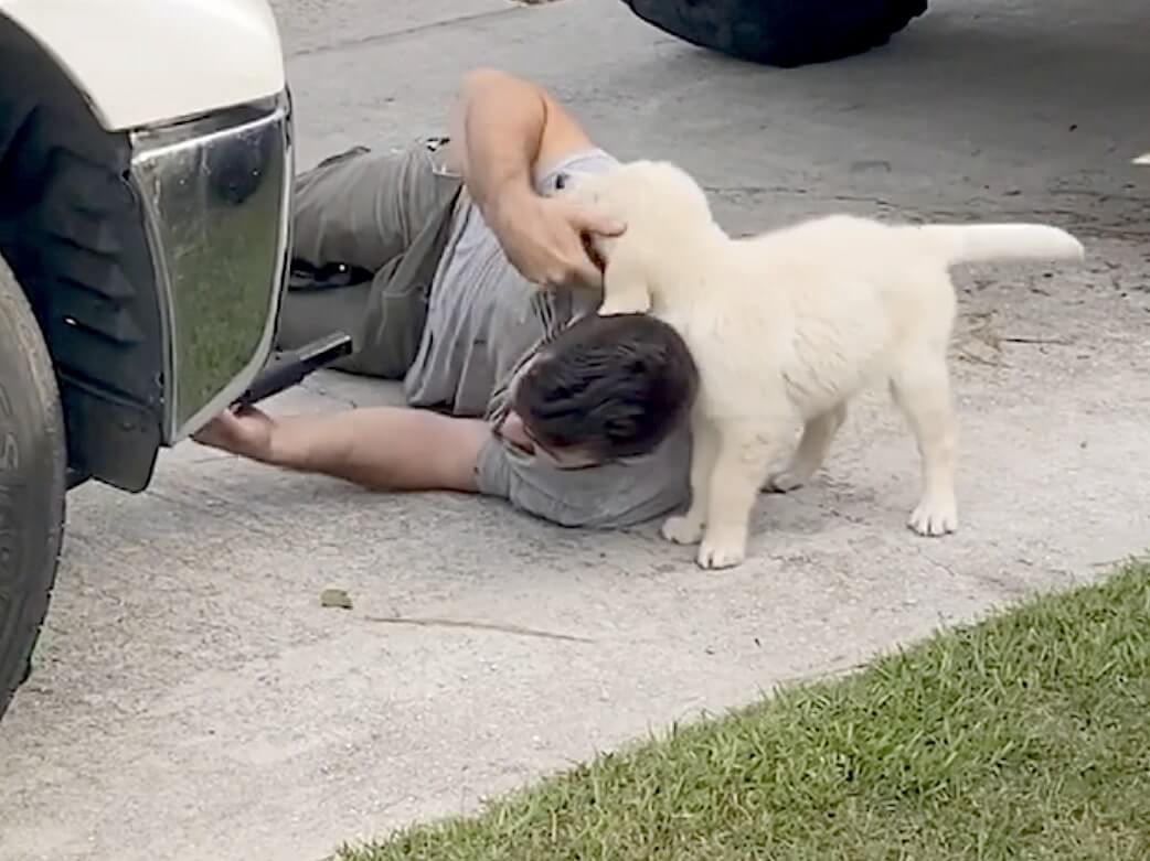 ゴールデンレトリーバー,動画