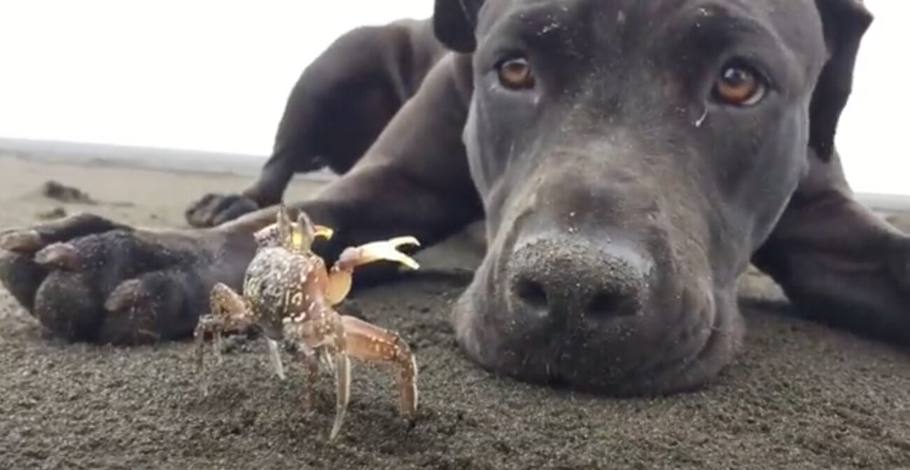 ラブラドールレトリーバー,動画