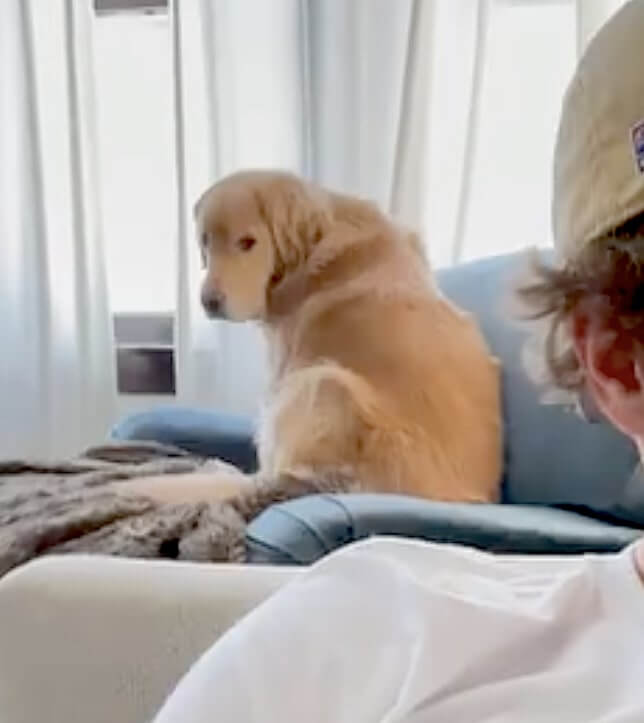 ゴールデンレトリーバー,動画