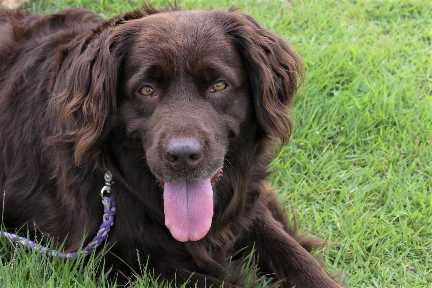 レトリーバー,取材,海外