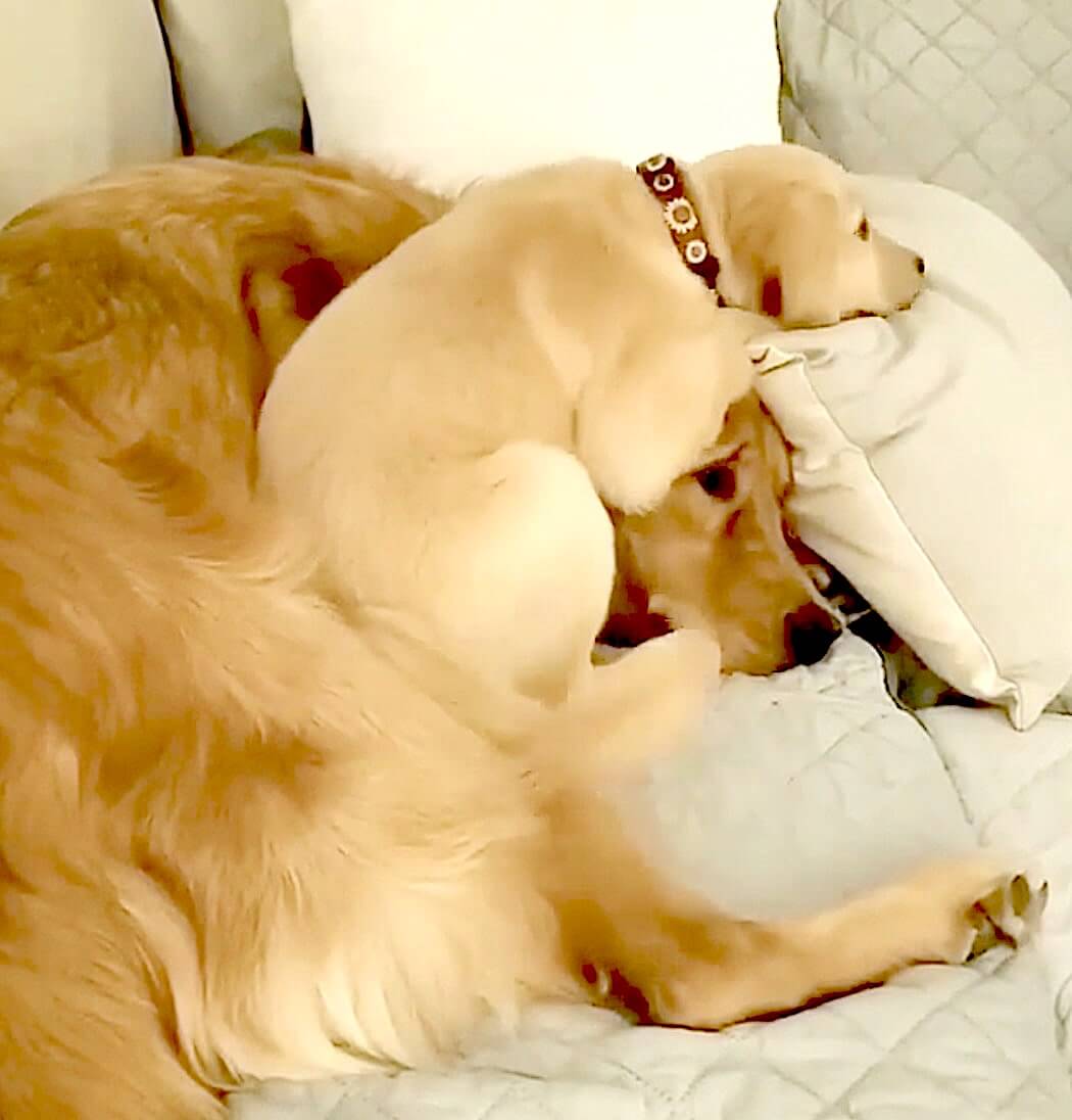 ゴールデンレトリーバー,動画