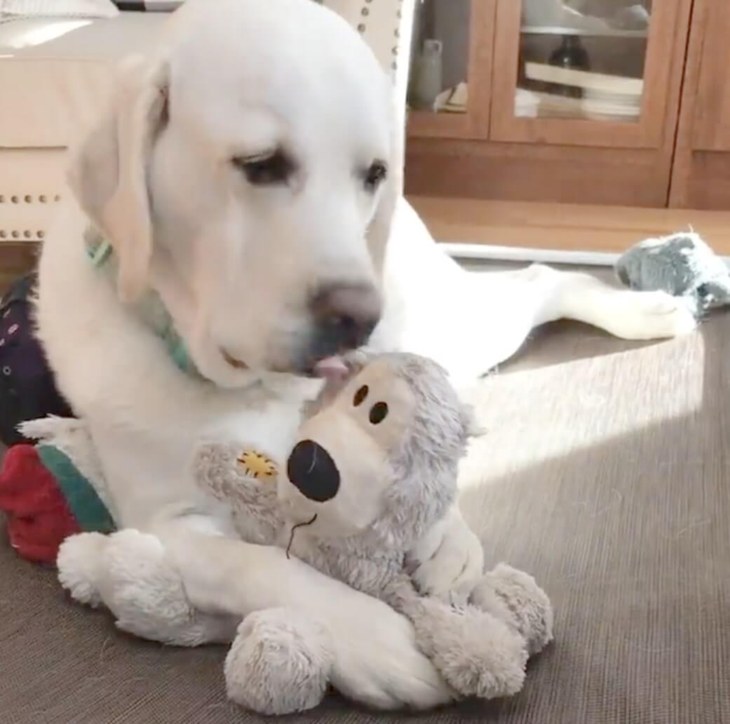 ラブラドールレトリーバー,動画