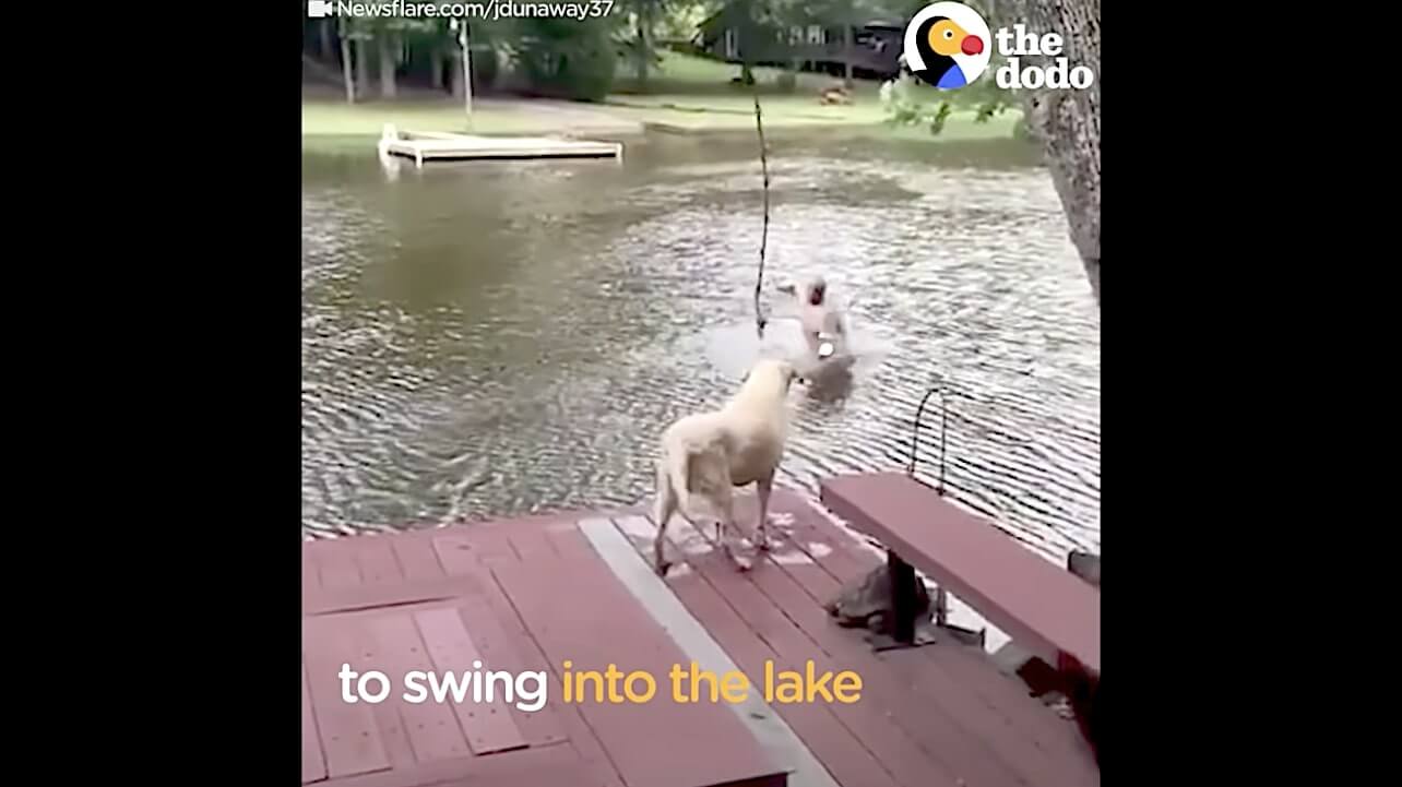 ラブラドールレトリーバー,動画