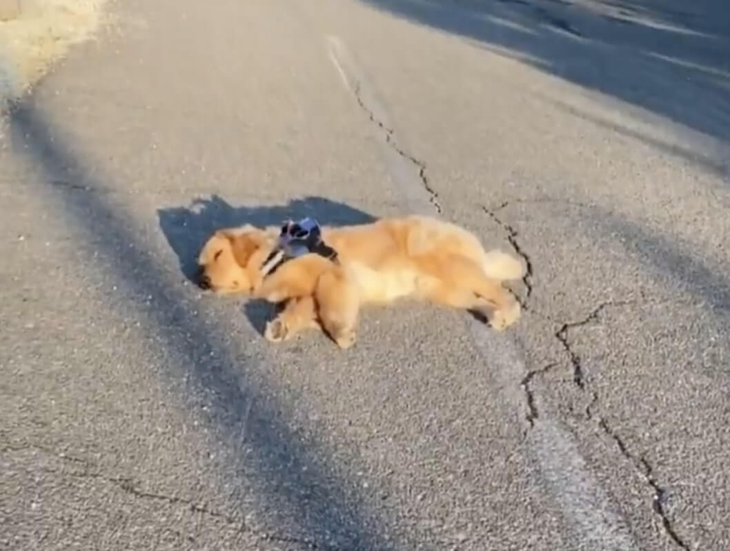 ゴールデンレトリーバー,動画