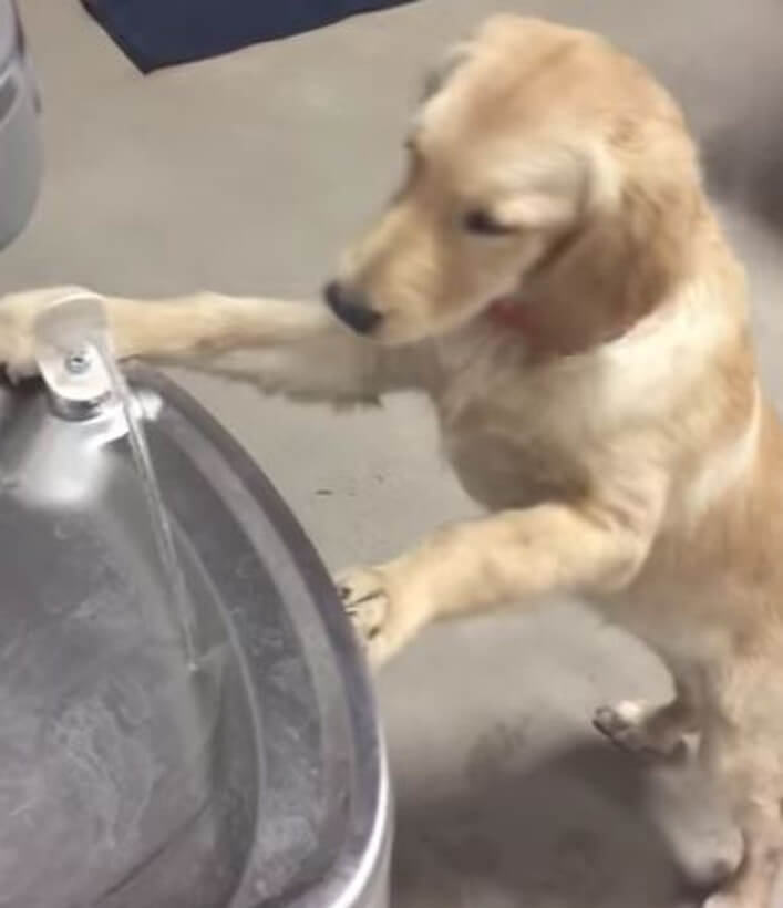 ゴールデンレトリーバー,動画