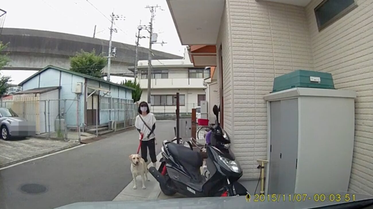 ラブラドールレトリーバー,動画