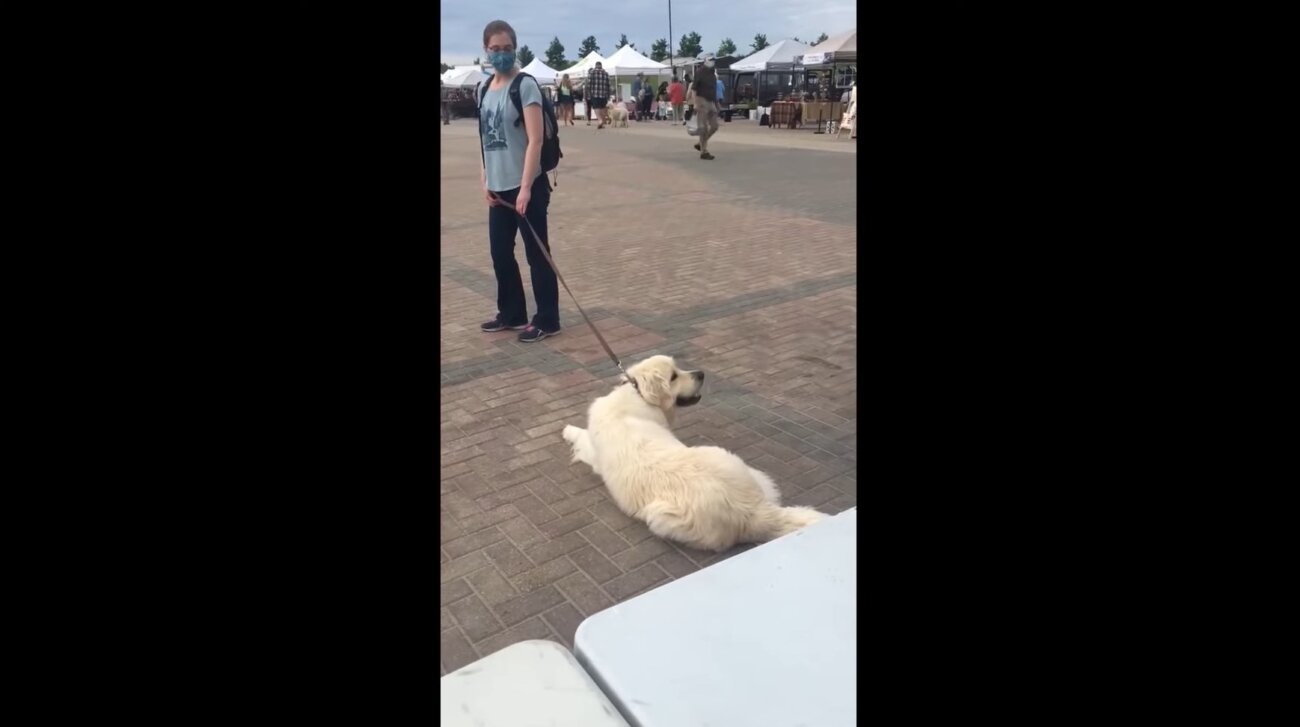 ゴールデンレトリーバー,動画