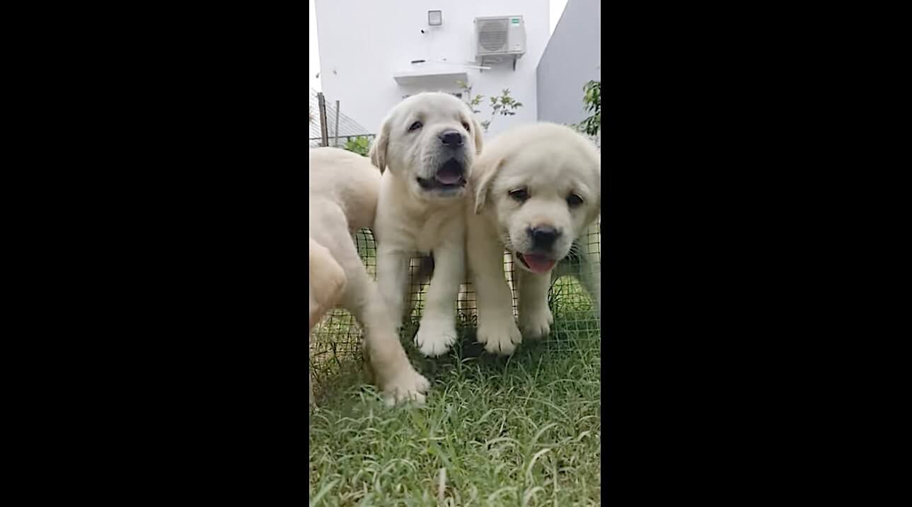 ラブラドールレトリーバー,動画