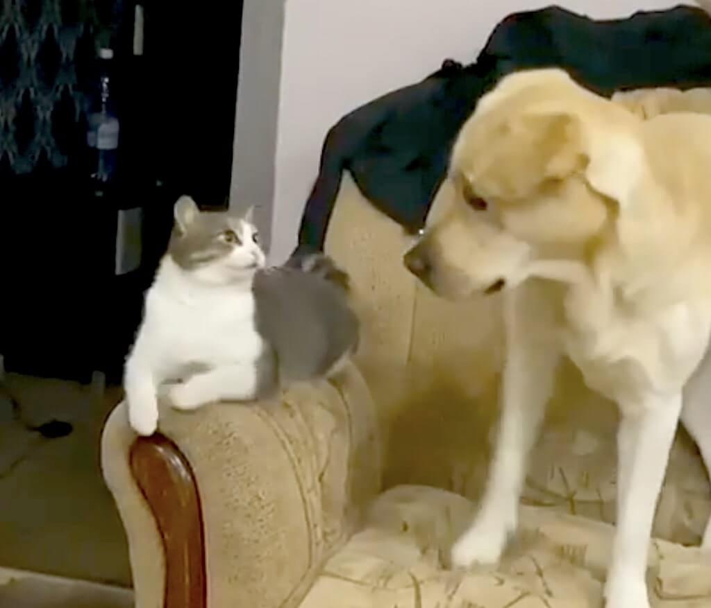 ラブラドールレトリーバー,動画