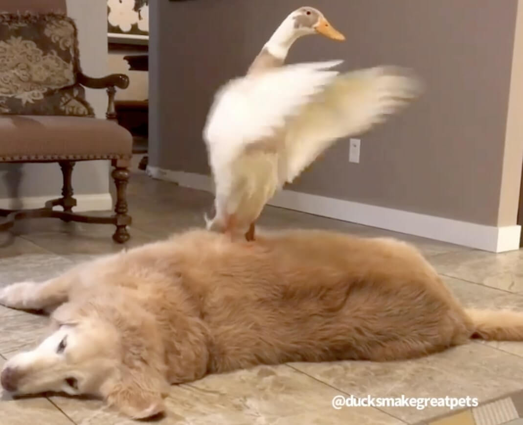 ゴールデンレトリーバー,動画