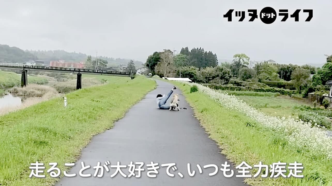 ゴールデン,動画,イッヌドットライフ