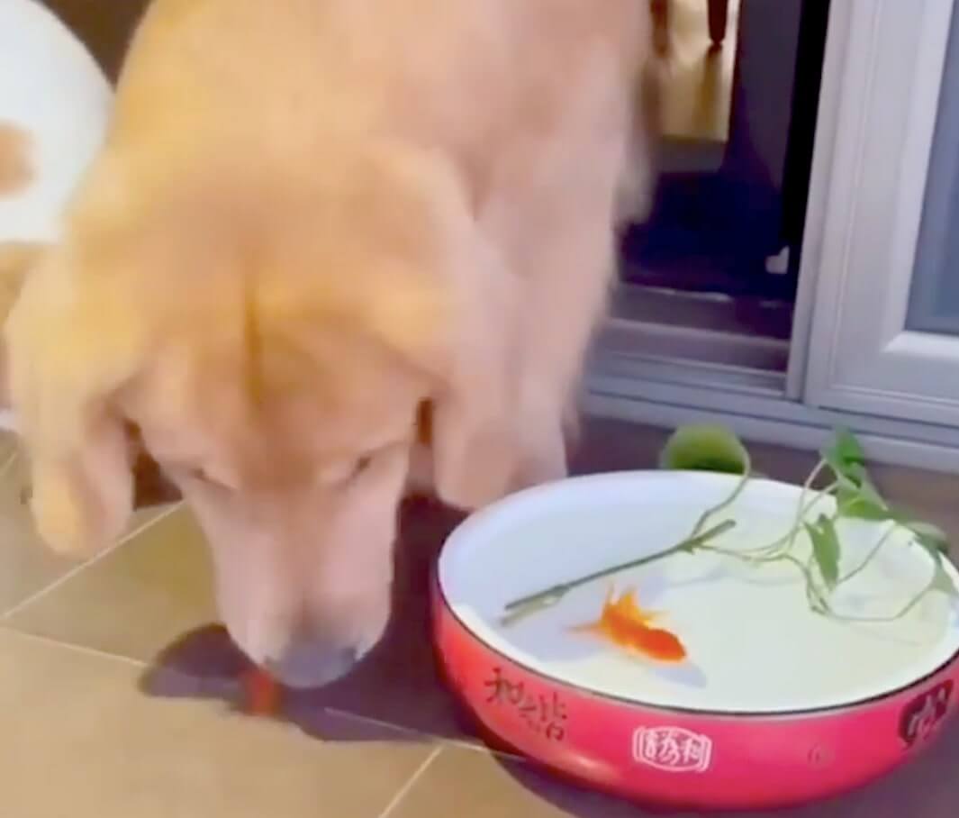 ゴールデンレトリーバー,動画