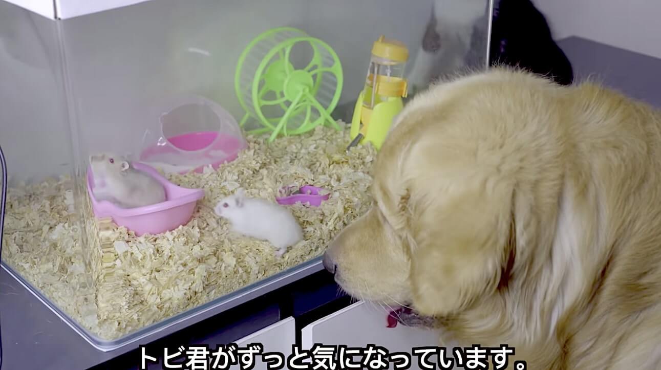 ゴールデンレトリーバー,動画