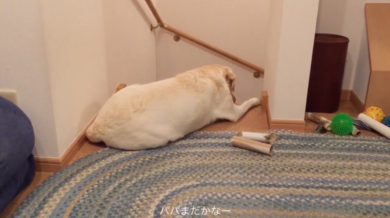 ラブラドールレトリーバー,動画