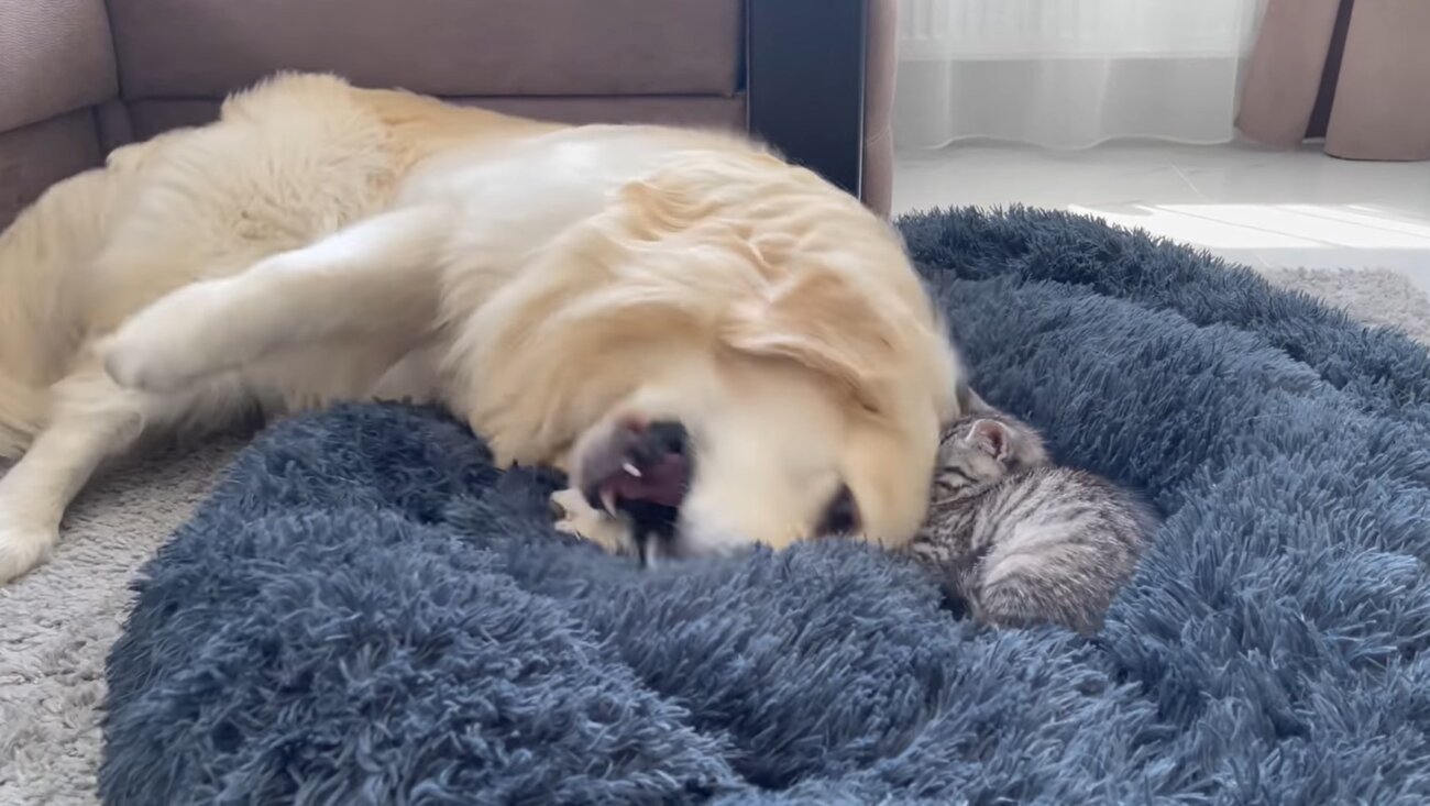 ゴールデンレトリーバー,動画