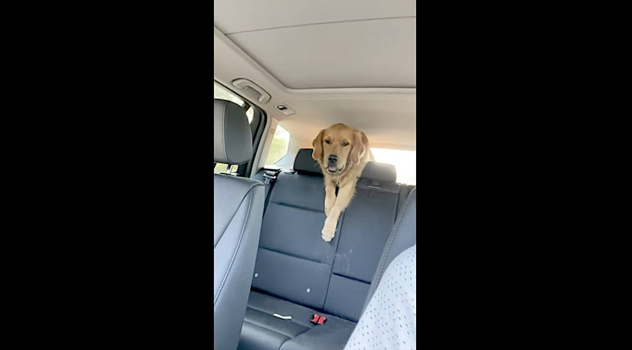 ゴールデンレトリーバー,動画