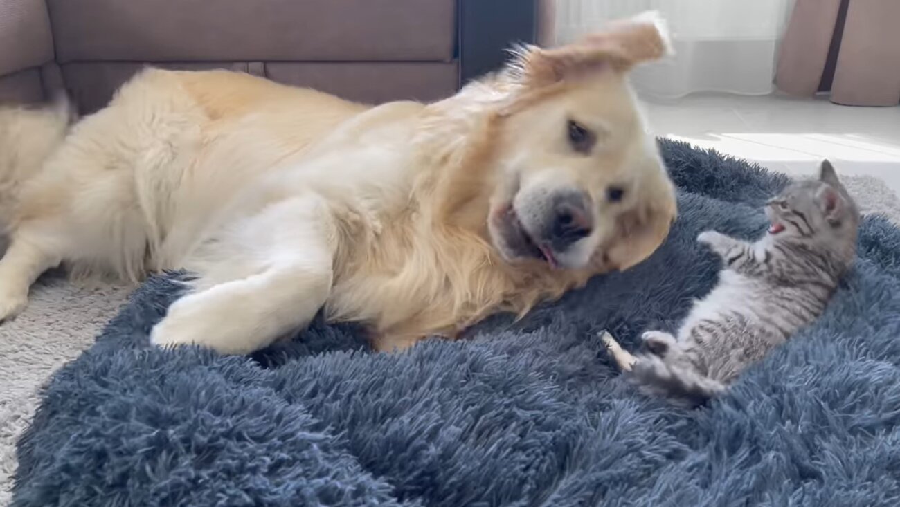 ゴールデンレトリーバー,動画